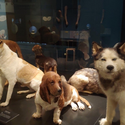 img 0023collectiehondenmetwolfnatuurmuseumtilburg. - Collectie honden met wolf
