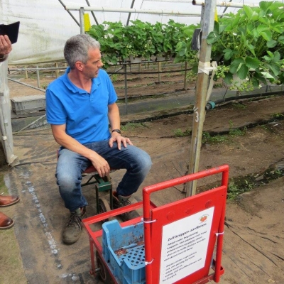 13zittendopeenkarretjewordendeaardbeiengeknipt - Zittend op een karretje knipt de boer de planten