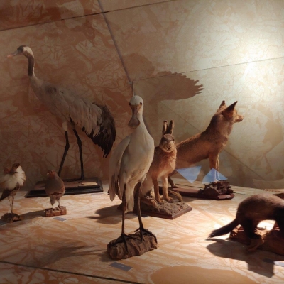 Zomer 2019 Natuurmuseum Tilburg