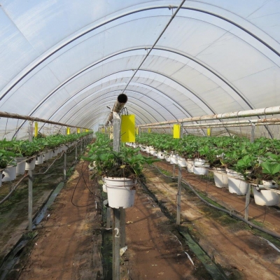 08aardbeienplantis25week - De planten zijn twee en halve week.