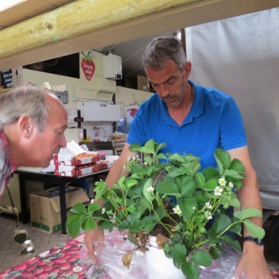 18aardbeienplantomthuisteoogsten - Aardbeienplant om thuis te oogsten.