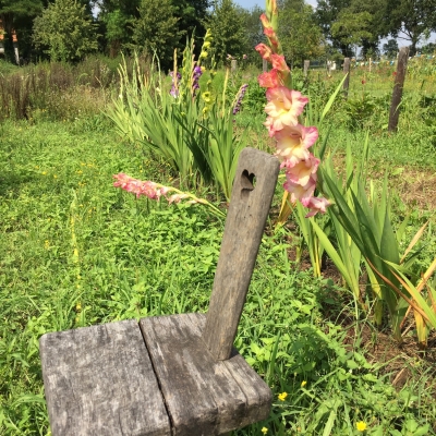 Zomeractiviteiten 2019. Bezoek aan pluktuin en zorgboerderij Amelior