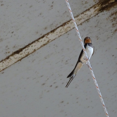 Bezoek aan melkveehouderij Van Poppel. Zomeractiviteiten 2019