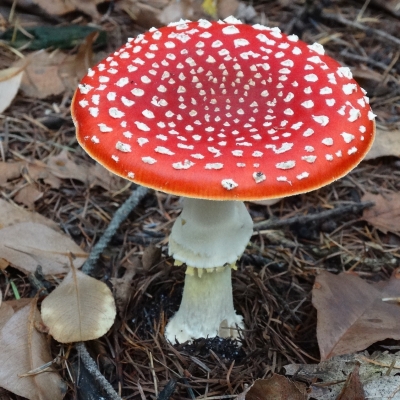Een interessante paddenstoelenwandeling in Boswachterij Dorst