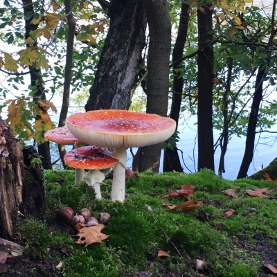 Een interessante paddenstoelenwandeling in Boswachterij Dorst
