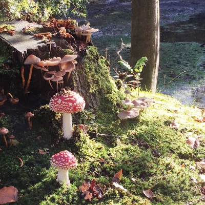 Een interessante paddenstoelenwandeling in Boswachterij Dorst