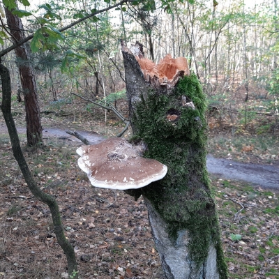 Herfstwandeling in coronastijl