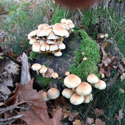 Herfstwandeling in coronastijl