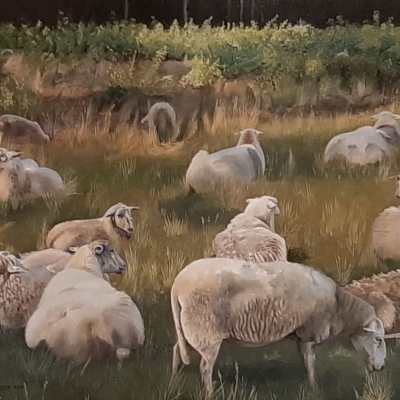schapen - 