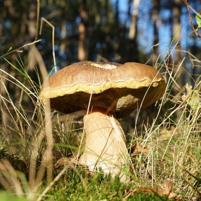 Onstuimige herfstwandeling