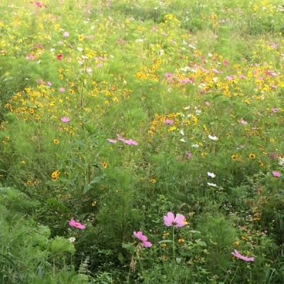 Beweeg!Knarren tussen de bloemen