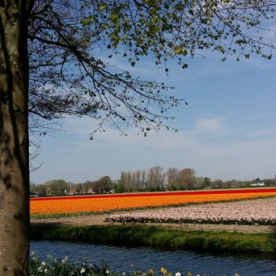 keukenhof2023-12 - 