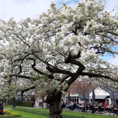 keukenhof2023-10 - 