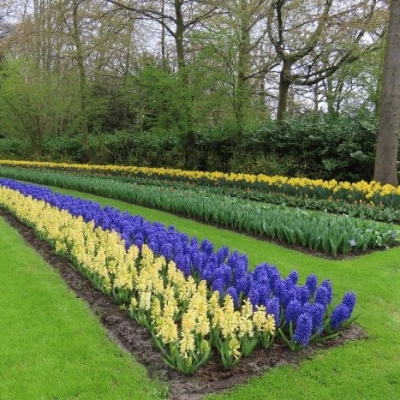 Kleurrijk dagje uit naar de Keukenhof