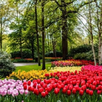 keukenhof2023-6 - 