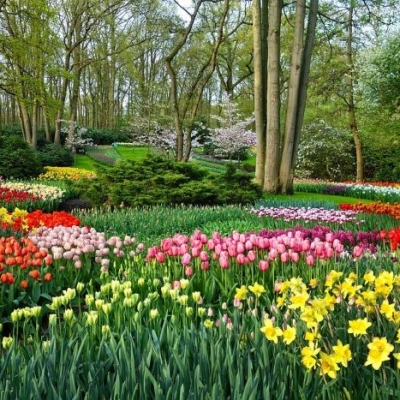 keukenhof2023-7 - 