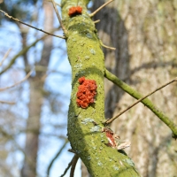 Lente in Boswachterij Dorst