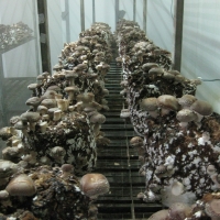 zwammenberg7shiitake - 