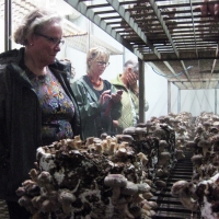 De wondere wereld van de paddenstoel