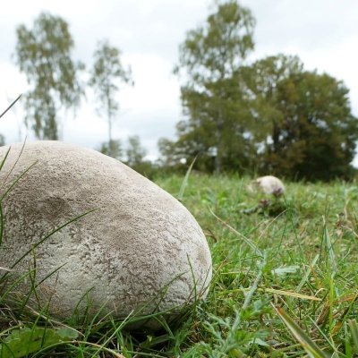 aardappelbovist - 