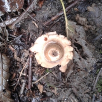 Prachtige paddenstoelen in boswachterij Dorst