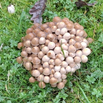 Bekende en onbekende paddenstoelen