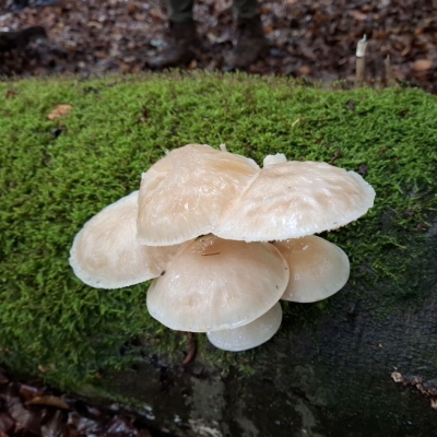 20261022herfstwandeling - porseleinzwam