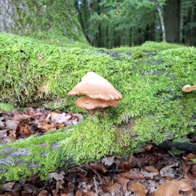 20261022herfstwandeling - oesterzwam