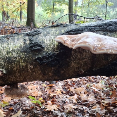 20261022herfstwandeling - berkenzwam