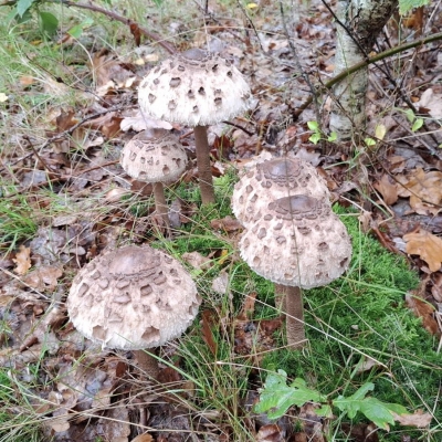 20261022herfstwandeling - parasolzwam