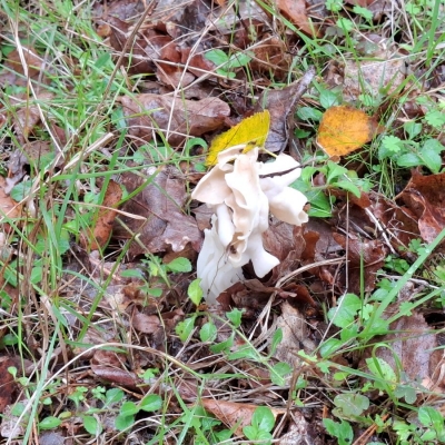 20261022herfstwandeling - witte kluifzwam