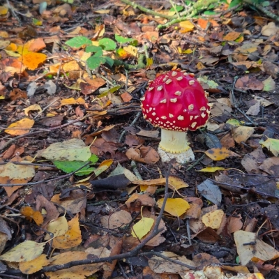 20261022herfstwandeling - vliegenzwam